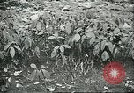 Image of Brazilian rubber tree farmers for Ford Brazil, 1942, second 61 stock footage video 65675064715