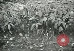 Image of Brazilian rubber tree farmers for Ford Brazil, 1942, second 62 stock footage video 65675064715