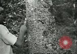 Image of Ford Motor Company Brazilian rubber workers Brazil, 1942, second 6 stock footage video 65675064716