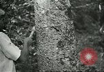 Image of Ford Motor Company Brazilian rubber workers Brazil, 1942, second 7 stock footage video 65675064716