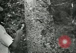 Image of Ford Motor Company Brazilian rubber workers Brazil, 1942, second 8 stock footage video 65675064716