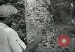 Image of Ford Motor Company Brazilian rubber workers Brazil, 1942, second 10 stock footage video 65675064716