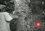 Image of Ford Motor Company Brazilian rubber workers Brazil, 1942, second 14 stock footage video 65675064716