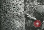 Image of Ford Motor Company Brazilian rubber workers Brazil, 1942, second 15 stock footage video 65675064716