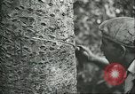 Image of Ford Motor Company Brazilian rubber workers Brazil, 1942, second 16 stock footage video 65675064716
