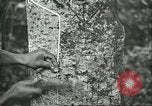 Image of Ford Motor Company Brazilian rubber workers Brazil, 1942, second 22 stock footage video 65675064716