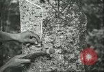 Image of Ford Motor Company Brazilian rubber workers Brazil, 1942, second 24 stock footage video 65675064716