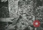 Image of Ford Motor Company Brazilian rubber workers Brazil, 1942, second 30 stock footage video 65675064716