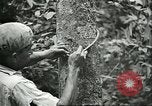 Image of Ford Motor Company Brazilian rubber workers Brazil, 1942, second 50 stock footage video 65675064716