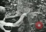 Image of Ford Motor Company Brazilian rubber workers Brazil, 1942, second 51 stock footage video 65675064716