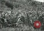 Standbild Fordlandia Kautschukplantage in Brasilien Brasilien, 1934, aus Sekunde 44 historischem Filmmaterial Videoclip 65675064720