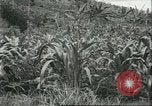 Standbild Fordlandia Kautschukplantage in Brasilien Brasilien, 1934, aus Sekunde 45 historischem Filmmaterial Videoclip 65675064720