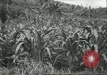 Standbild Fordlandia Kautschukplantage in Brasilien Brasilien, 1934, aus Sekunde 46 historischem Filmmaterial Videoclip 65675064720