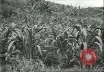 Standbild Fordlandia Kautschukplantage in Brasilien Brasilien, 1934, aus Sekunde 47 historischem Filmmaterial Videoclip 65675064720