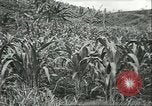 Standbild Fordlandia Kautschukplantage in Brasilien Brasilien, 1934, aus Sekunde 49 historischem Filmmaterial Videoclip 65675064720
