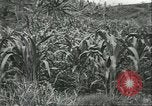 Standbild Fordlandia Kautschukplantage in Brasilien Brasilien, 1934, aus Sekunde 51 historischem Filmmaterial Videoclip 65675064720