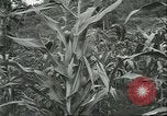 Standbild Fordlandia Kautschukplantage in Brasilien Brasilien, 1934, aus Sekunde 52 historischem Filmmaterial Videoclip 65675064720