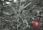 Standbild Fordlandia Kautschukplantage in Brasilien Brasilien, 1934, aus Sekunde 53 historischem Filmmaterial Videoclip 65675064720