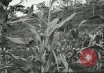 Standbild Fordlandia Kautschukplantage in Brasilien Brasilien, 1934, aus Sekunde 54 historischem Filmmaterial Videoclip 65675064720