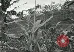 Standbild Fordlandia Kautschukplantage in Brasilien Brasilien, 1934, aus Sekunde 55 historischem Filmmaterial Videoclip 65675064720