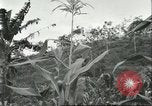 Standbild Fordlandia Kautschukplantage in Brasilien Brasilien, 1934, aus Sekunde 56 historischem Filmmaterial Videoclip 65675064720