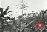 Standbild Fordlandia Kautschukplantage in Brasilien Brasilien, 1934, aus Sekunde 57 historischem Filmmaterial Videoclip 65675064720