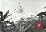 Standbild Fordlandia Kautschukplantage in Brasilien Brasilien, 1934, aus Sekunde 60 historischem Filmmaterial Videoclip 65675064720