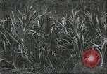 Standbild Fordlandia Kautschukplantage in Brasilien Brasilien, 1934, aus Sekunde 61 historischem Filmmaterial Videoclip 65675064720