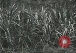 Standbild Fordlandia Kautschukplantage in Brasilien Brasilien, 1934, aus Sekunde 62 historischem Filmmaterial Videoclip 65675064720