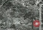 Image Les travailleurs brésiliens à fruits récolte Fordlandia Brésil, 1934, de la seconde 3 séquences d'archives historiques vidéo 65675064722