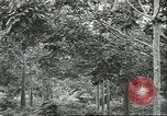 Image Les travailleurs brésiliens à fruits récolte Fordlandia Brésil, 1934, de la seconde 4 séquences d'archives historiques vidéo 65675064722