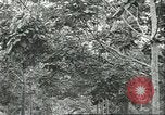 Image Les travailleurs brésiliens à fruits récolte Fordlandia Brésil, 1934, de la seconde 5 séquences d'archives historiques vidéo 65675064722