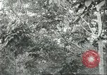 Image Les travailleurs brésiliens à fruits récolte Fordlandia Brésil, 1934, de la seconde 6 séquences d'archives historiques vidéo 65675064722