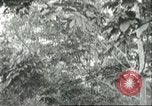 Image Les travailleurs brésiliens à fruits récolte Fordlandia Brésil, 1934, de la seconde 7 séquences d'archives historiques vidéo 65675064722