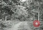 Image Les travailleurs brésiliens à fruits récolte Fordlandia Brésil, 1934, de la seconde 10 séquences d'archives historiques vidéo 65675064722