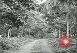 Image Les travailleurs brésiliens à fruits récolte Fordlandia Brésil, 1934, de la seconde 11 séquences d'archives historiques vidéo 65675064722