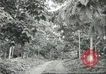 Image Les travailleurs brésiliens à fruits récolte Fordlandia Brésil, 1934, de la seconde 12 séquences d'archives historiques vidéo 65675064722