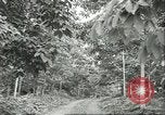Image Les travailleurs brésiliens à fruits récolte Fordlandia Brésil, 1934, de la seconde 13 séquences d'archives historiques vidéo 65675064722