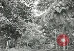 Image Les travailleurs brésiliens à fruits récolte Fordlandia Brésil, 1934, de la seconde 16 séquences d'archives historiques vidéo 65675064722