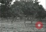 Image Les travailleurs brésiliens à fruits récolte Fordlandia Brésil, 1934, de la seconde 33 séquences d'archives historiques vidéo 65675064722
