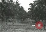 Image Les travailleurs brésiliens à fruits récolte Fordlandia Brésil, 1934, de la seconde 35 séquences d'archives historiques vidéo 65675064722