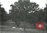 Image Les travailleurs brésiliens à fruits récolte Fordlandia Brésil, 1934, de la seconde 37 séquences d'archives historiques vidéo 65675064722