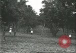 Image Les travailleurs brésiliens à fruits récolte Fordlandia Brésil, 1934, de la seconde 38 séquences d'archives historiques vidéo 65675064722
