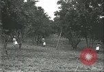 Image Les travailleurs brésiliens à fruits récolte Fordlandia Brésil, 1934, de la seconde 39 séquences d'archives historiques vidéo 65675064722
