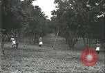 Image Les travailleurs brésiliens à fruits récolte Fordlandia Brésil, 1934, de la seconde 40 séquences d'archives historiques vidéo 65675064722