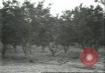 Image Les travailleurs brésiliens à fruits récolte Fordlandia Brésil, 1934, de la seconde 43 séquences d'archives historiques vidéo 65675064722
