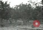 Image Les travailleurs brésiliens à fruits récolte Fordlandia Brésil, 1934, de la seconde 44 séquences d'archives historiques vidéo 65675064722
