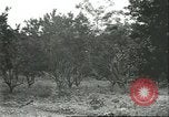 Image Les travailleurs brésiliens à fruits récolte Fordlandia Brésil, 1934, de la seconde 45 séquences d'archives historiques vidéo 65675064722