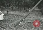 Image Les travailleurs brésiliens à fruits récolte Fordlandia Brésil, 1934, de la seconde 46 séquences d'archives historiques vidéo 65675064722