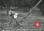 Image Les travailleurs brésiliens à fruits récolte Fordlandia Brésil, 1934, de la seconde 47 séquences d'archives historiques vidéo 65675064722